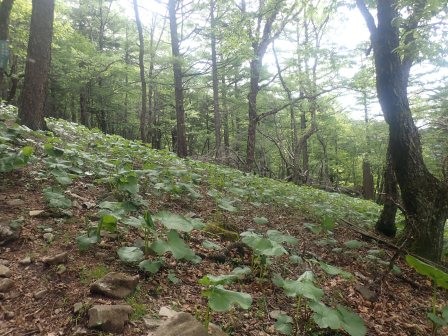 8:56　鷹見岩の金峰山方面へ、小屋周辺の下草は蕗と蕨