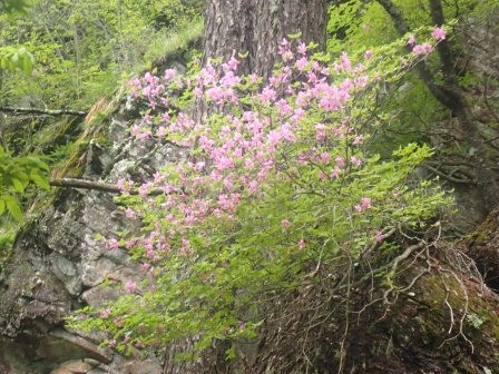 9:01　所々にミツバツツジ