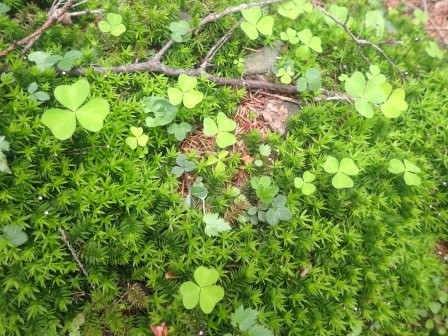 9:23　杉苔にミヤマカタバミ