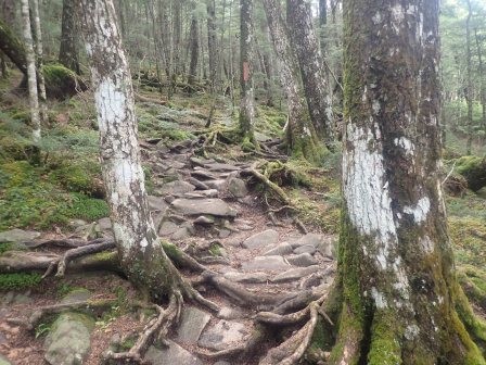 9:32　苔と根に覆われたシラビソの森を行く