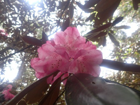 10:12　石楠花　１