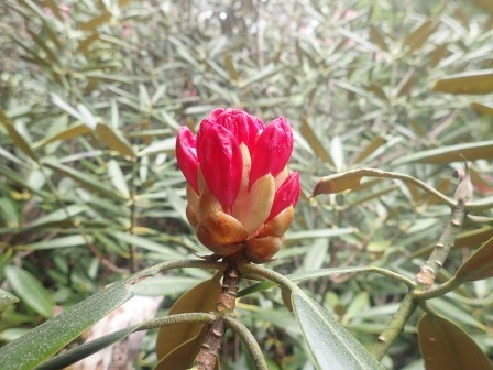 10:14　石楠花　２