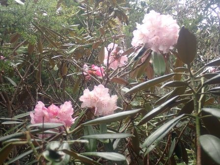 10:16　石楠花　３