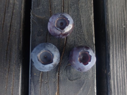 ブルーベリーの初収穫、3粒