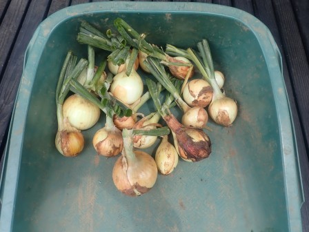 大きくなりそうにない玉葱17個を収穫