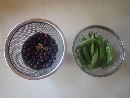 朝の収穫　日課のブルーベリーと、スナップエンドウ43莢（累計747莢）