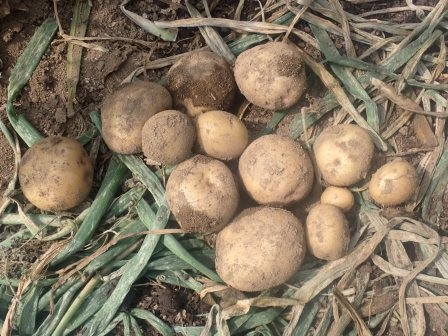 朝の収穫　昨年取り残したじゃが芋から生えて、テントウムシダマシで葉がボロボロになった株の収穫