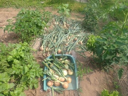 朝の収穫　焼肉屋和こうで購入し、一ヶ月ほど遅く植えた玉葱の収穫