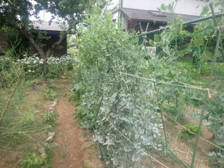 下からうどん粉病になって来ているスナップエンドウ、終わりが近いかな・・・