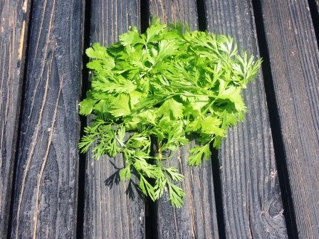 昼のラーメン用にパクチーを収穫