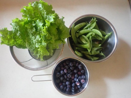 朝の収穫　１　昼用のリーフレタス、ブルーベリー、スナップエンドウ40莢、累計875莢