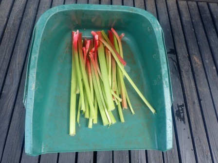朝の収穫　２　ルバーブの2回目の収穫、前回は5月15日