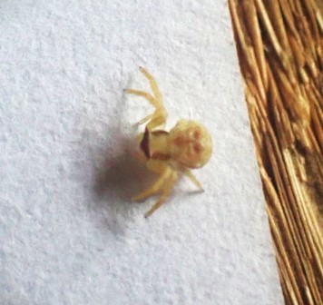 寝転んで本を読んでいると、2、3mm位の小さな蜘蛛