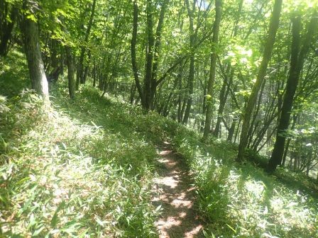 8:32　笹が覆い、水楢や白樺の森は明るい