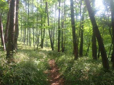 8:37　唐松の森	
	 title=