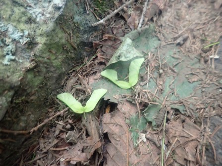 9:39　空飛ぶ種と言う感じなのだが、何の種…イタヤカエデの翼果かな