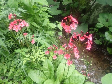 9:50　三味線滝に九輪草