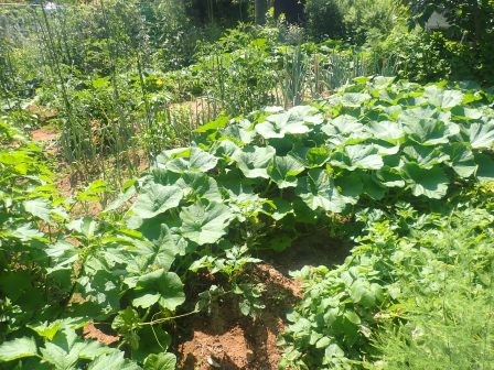 畝間に埋めた生ゴミから生えた南瓜が繁茂する菜園