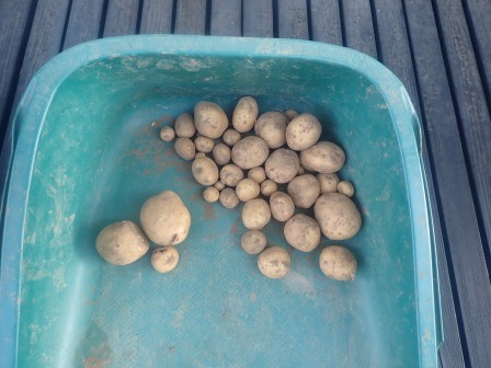 畝間に埋めた生ゴミから生えたじゃが芋の収穫