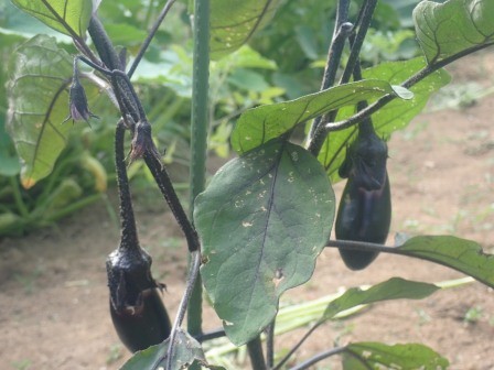 今日は茄子を初収穫、これは生育中の茄子
