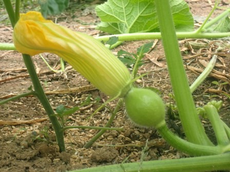 南瓜の雌花