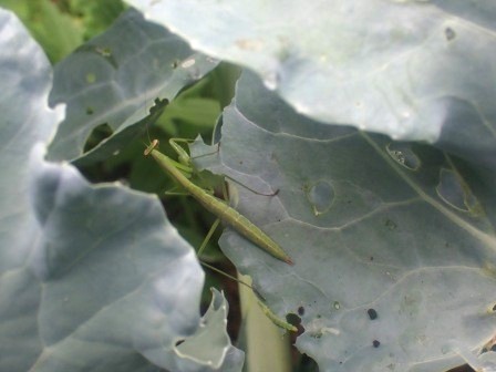 ブロッコリーに子供の蟷螂