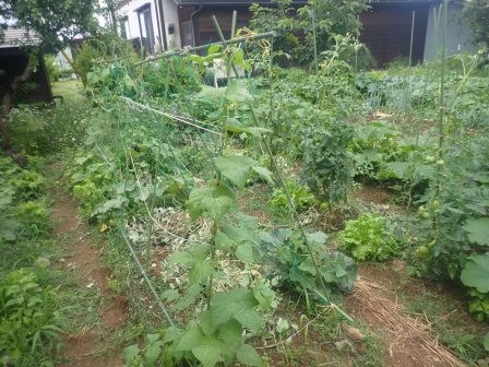 スナップエンドウ撤収後のネット、胡瓜4株と越谷隠元数株が成長中