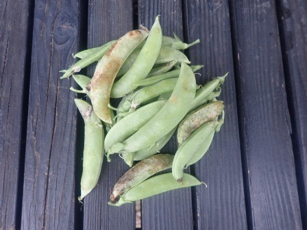 スナップエンドウの最後の収穫