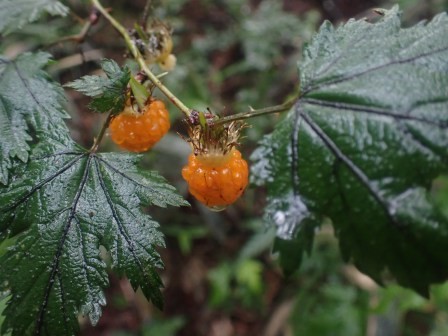 8:14　長野県富士見町　入笠山　これまでグミだと思っていたが、モミジイチゴのようだ