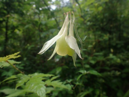 8:26　キバナノヤマオダマキ	
	 title=