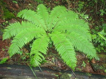 8:30　サカゲイノデかな・・・