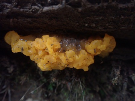 8:34　変形菌　キフシススホコリかな・・・