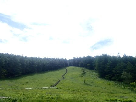 9:23　入笠湿原にて　すずらん自生地