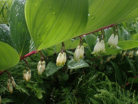 9:23　入笠湿原にて　アマドコロ