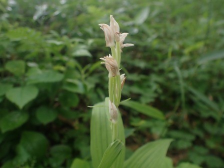 10:04　山野草公園にて　ササバギンラン	
	 title=