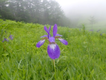 10:42　入笠湿原にて　アヤメが盛りを迎えていた