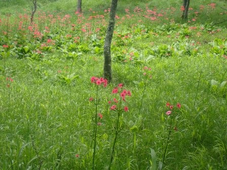 10:59　お花畑手前のカゴメの森で、九輪草