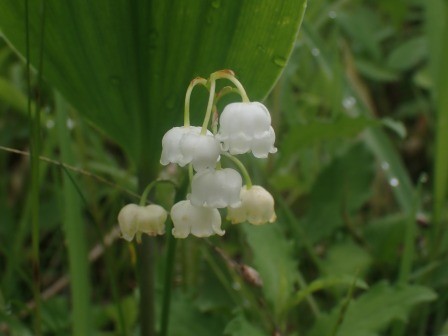 11:05　お花畑にて、日本鈴蘭