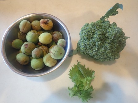 上さんの朝の収穫、ブロッコリー初収穫、昼の納豆用に大葉