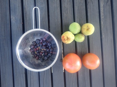 朝の収穫、トマト麗夏初収穫