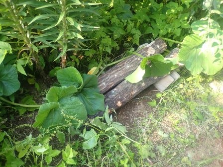 椎茸の榾木の本伏せ