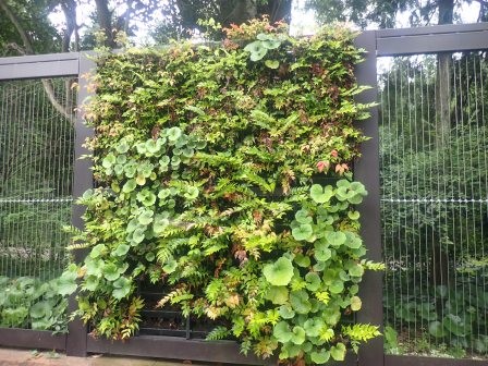 7月2日（水）朝の散歩、植物園のボタニカルウィンドウ