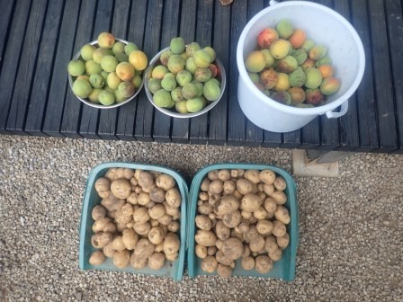 梅の2度目とじゃが芋の収穫