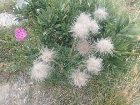 9:38　ワタスゲかな・・・