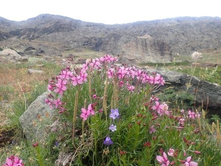 12:49　エピロビウム・ドドナイ	
	 title=