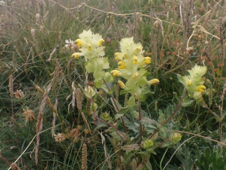 13:36　リナントゥス・アレクトロロフかな・・・