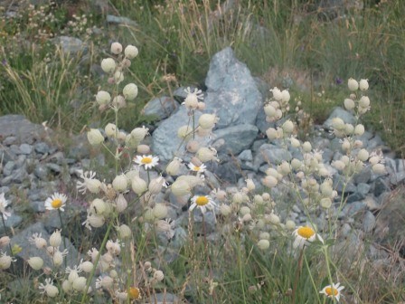 13:41　シレネ・ブルガリス　シラタマソウ