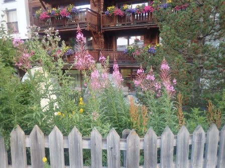 6:32　朝の散歩　庭にヤナギラン、盛りを迎えているようで、山の裾野にも結構群落があった