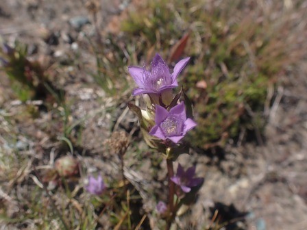 12:01　リンドウ、ゲンティアナ・クルシイ