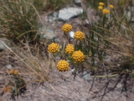 12:11　何か黄色の花の蕾かな・・・	
	 title=